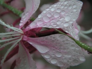 raindrops on a butterfly plant (3)