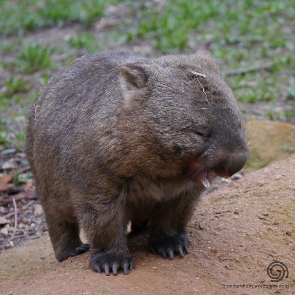Bare Nosed Wombat yawning